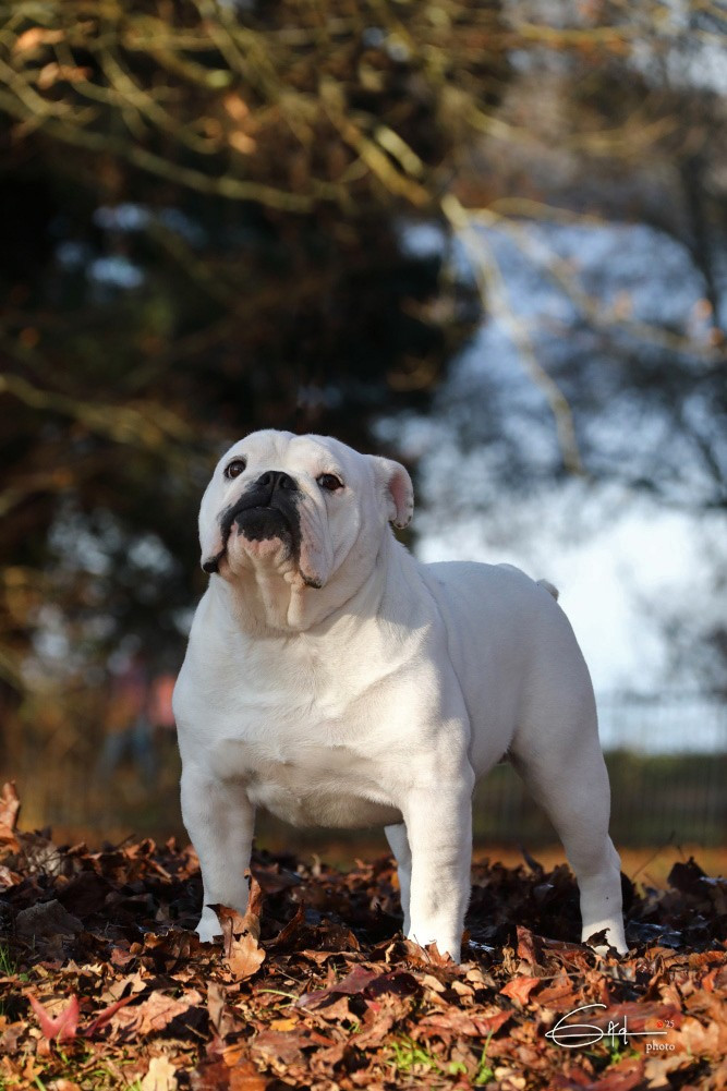 Vanavan Di Vendra Nera