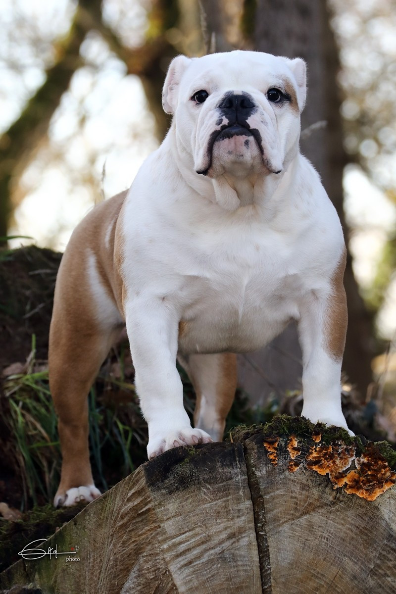 ALASKA Di Vendra Nera