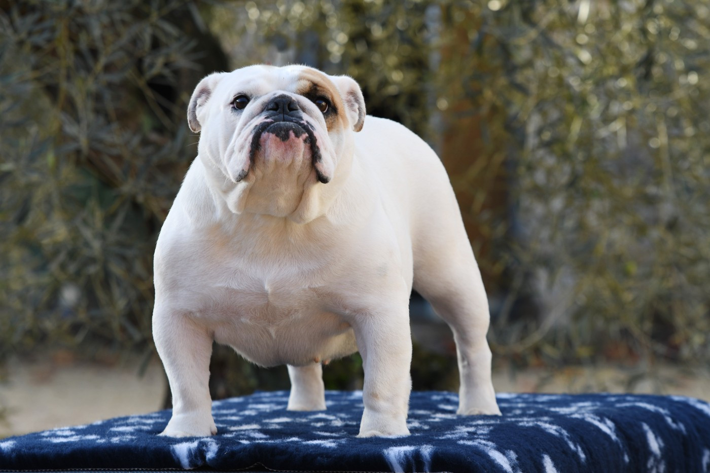 SEZANE Di Vendra Nera