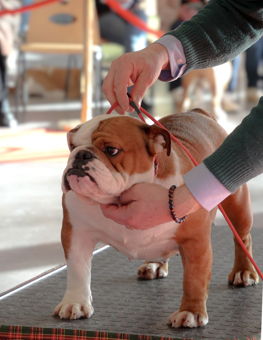 VODKA POM Di Vendra Nera