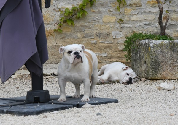 URIJA Di Vendra Nera