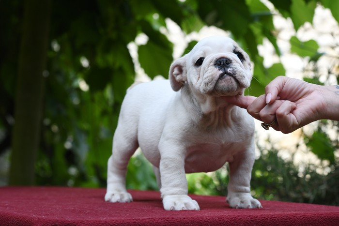 UTAWA Di Vendra Nera