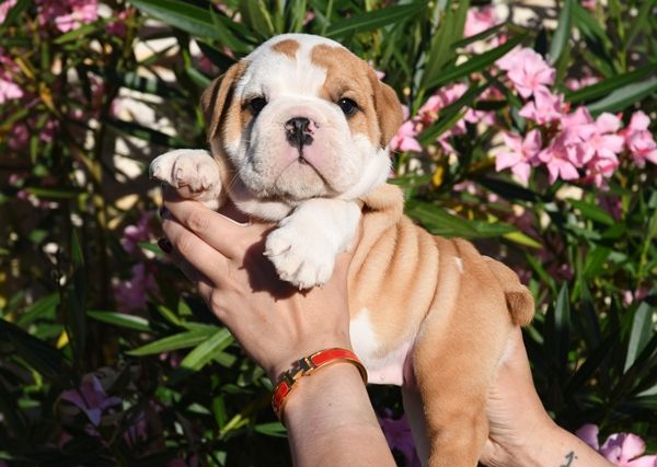 Di Vendra Nera - Chiots disponibles - Bulldog Anglais
