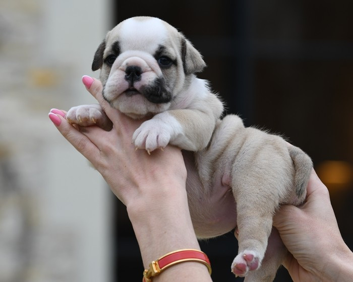 Di Vendra Nera - Chiots disponibles - Bulldog Anglais