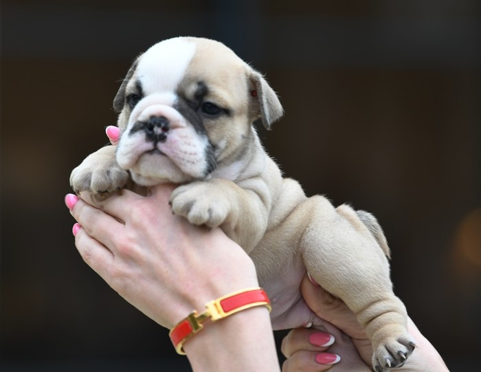 Di Vendra Nera - Chiots disponibles - Bulldog Anglais