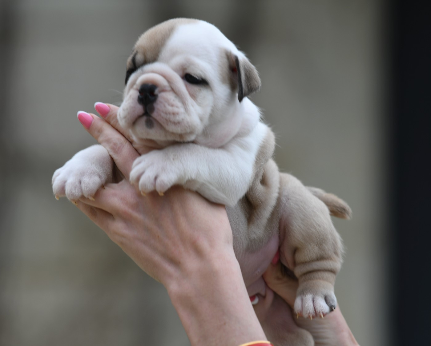 Di Vendra Nera - Chiots disponibles - Bulldog Anglais