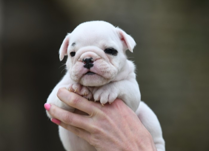 Di Vendra Nera - Chiots disponibles - Bulldog Anglais