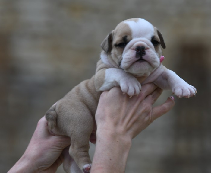 Di Vendra Nera - Chiots disponibles - Bulldog Anglais