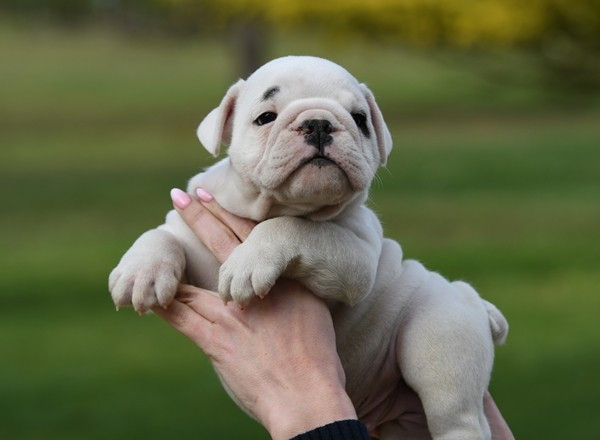 Di Vendra Nera - Chiots disponibles - Bulldog Anglais