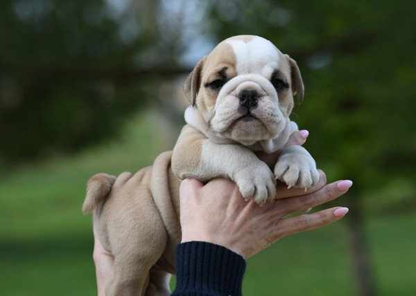 Di Vendra Nera - Chiots disponibles - Bulldog Anglais