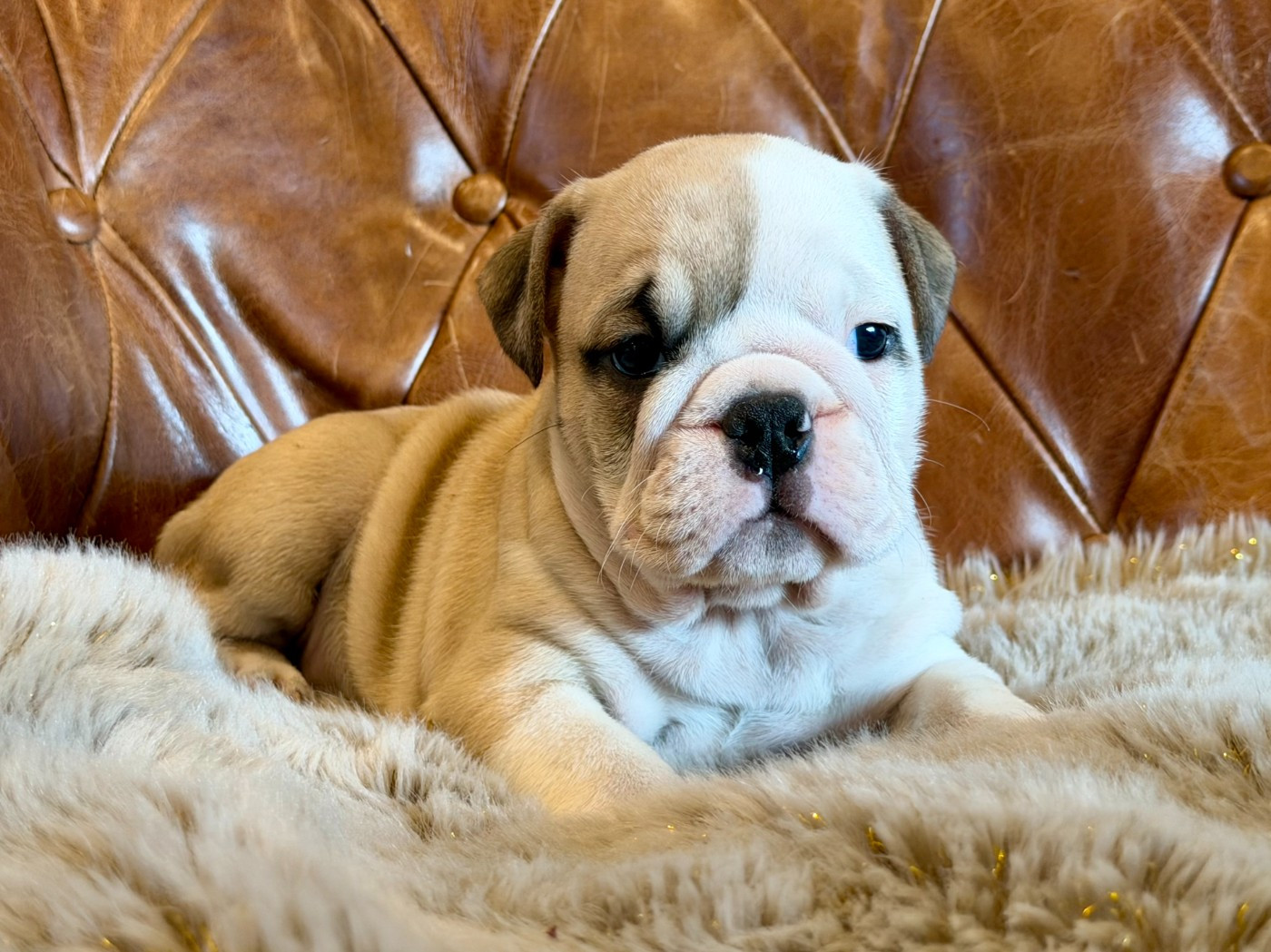 Di Vendra Nera - Chiots disponibles - Bulldog Anglais