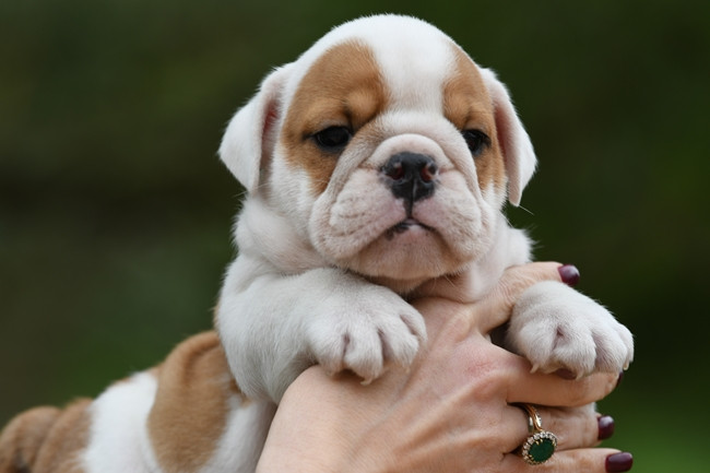Chiot Bulldog Anglais Di Vendra Nera