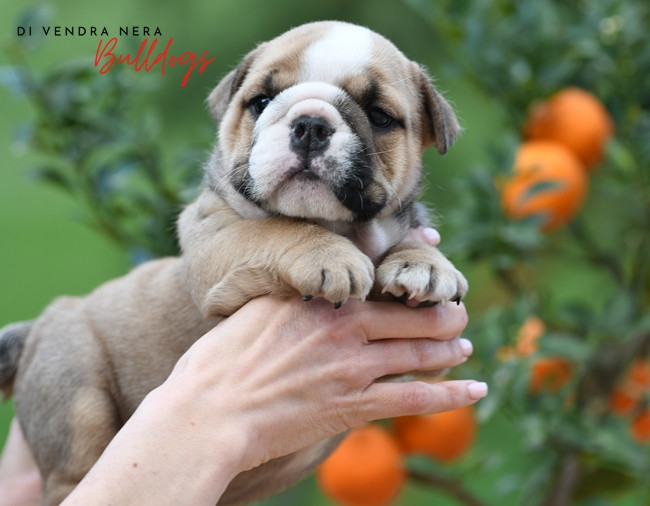 Chiot Bulldog Anglais Di Vendra Nera
