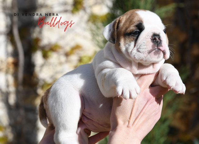 Di Vendra Nera - Chiots disponibles - Bulldog Anglais