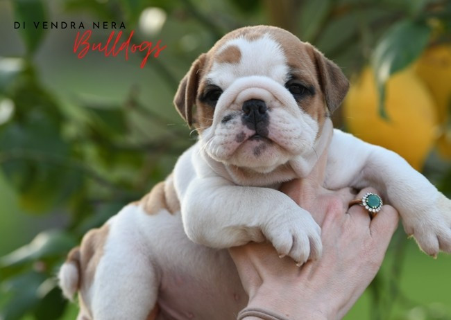 Di Vendra Nera - Chiots disponibles - Bulldog Anglais