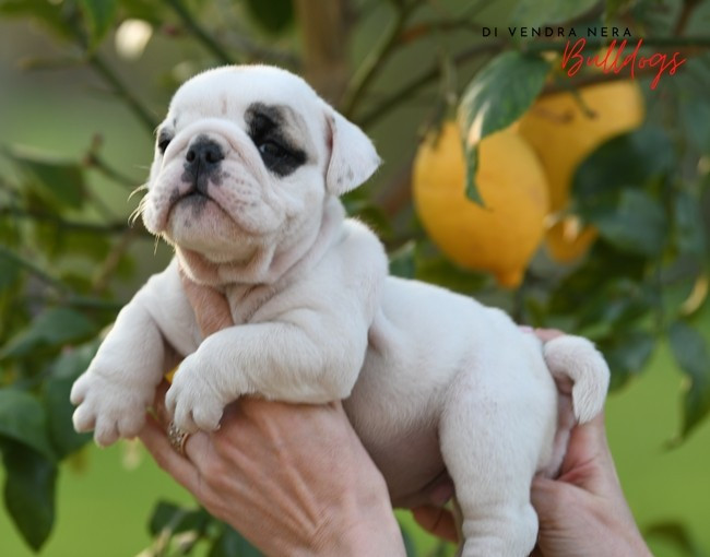 Di Vendra Nera - Chiots disponibles - Bulldog Anglais