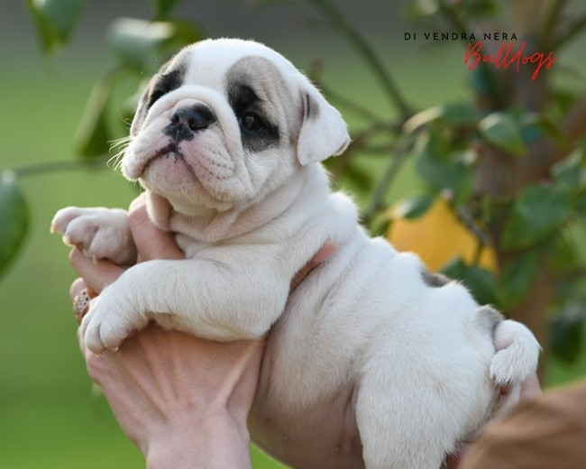 Di Vendra Nera - Chiots disponibles - Bulldog Anglais