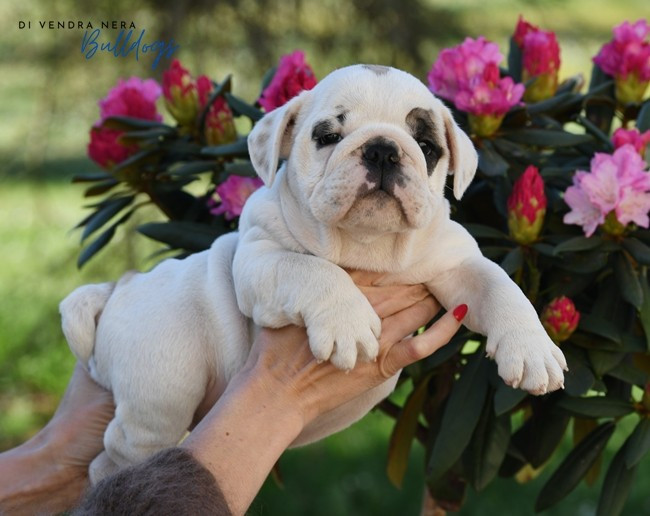 Di Vendra Nera - Chiots disponibles - Bulldog Anglais