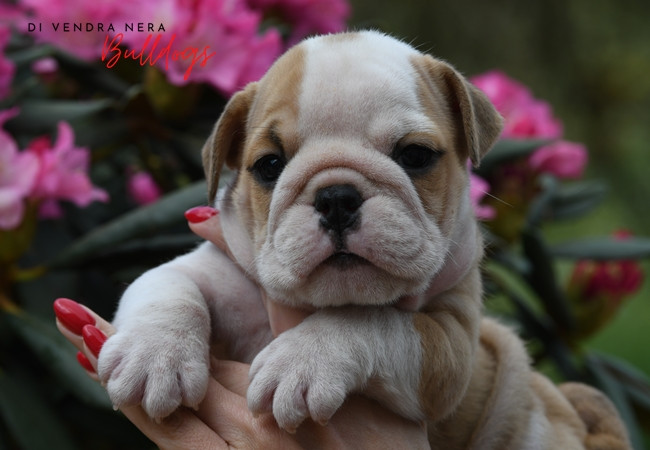 Chiot Bulldog Anglais Di Vendra Nera
