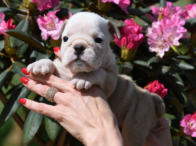 Di Vendra Nera - Chiots disponibles - Bulldog Anglais