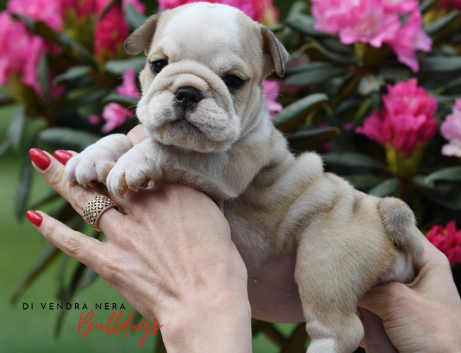 Di Vendra Nera - Chiots disponibles - Bulldog Anglais