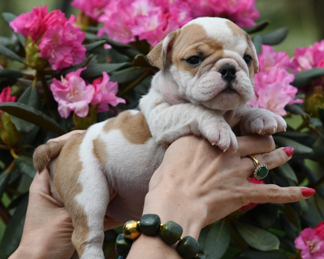 Di Vendra Nera - Chiots disponibles - Bulldog Anglais