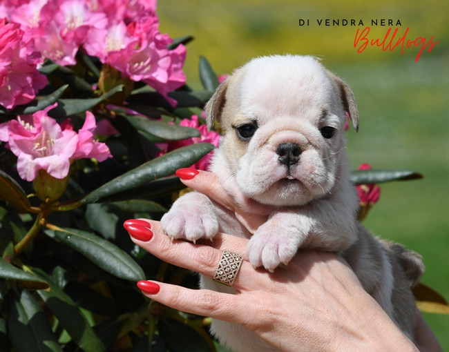 Di Vendra Nera - Chiots disponibles - Bulldog Anglais