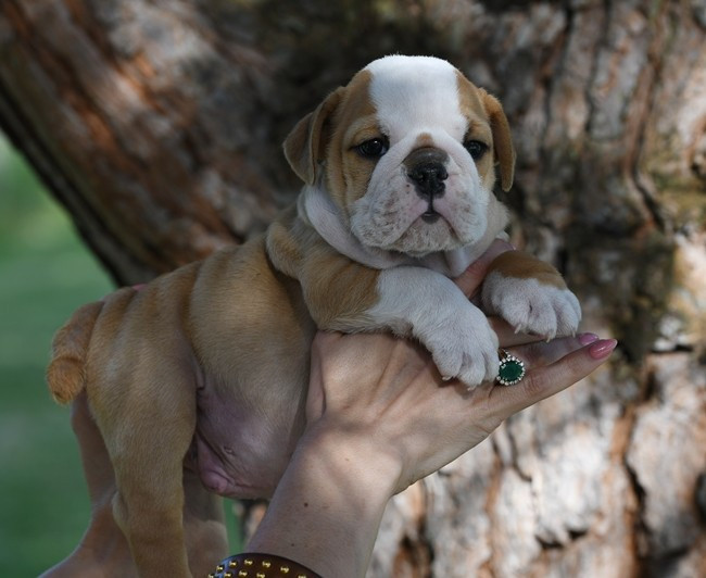 Di Vendra Nera - Chiots disponibles - Bulldog Anglais
