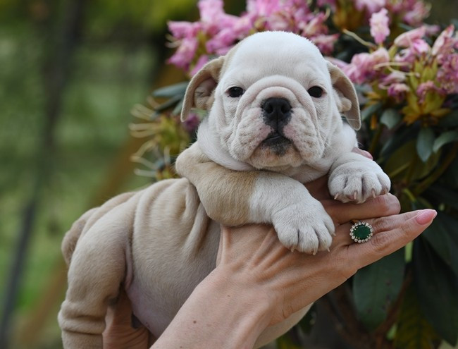 Di Vendra Nera - Chiots disponibles - Bulldog Anglais