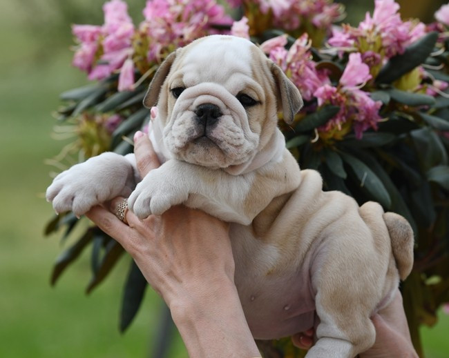 Di Vendra Nera - Chiots disponibles - Bulldog Anglais