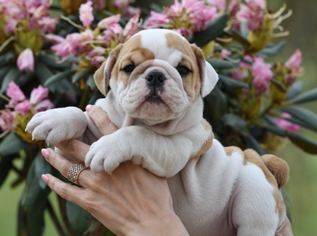 Di Vendra Nera - Chiots disponibles - Bulldog Anglais