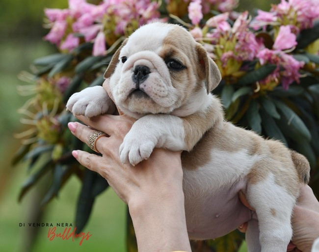 Di Vendra Nera - Chiots disponibles - Bulldog Anglais