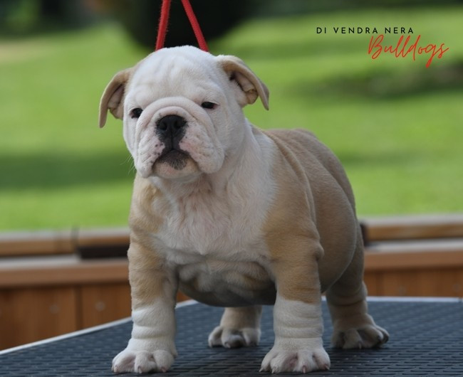Di Vendra Nera - Chiots disponibles - Bulldog Anglais