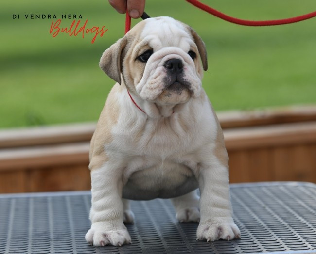 Di Vendra Nera - Chiots disponibles - Bulldog Anglais