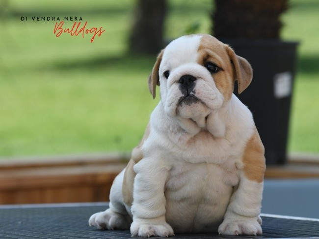 Di Vendra Nera - Chiots disponibles - Bulldog Anglais