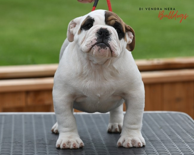 Di Vendra Nera - Chiots disponibles - Bulldog Anglais