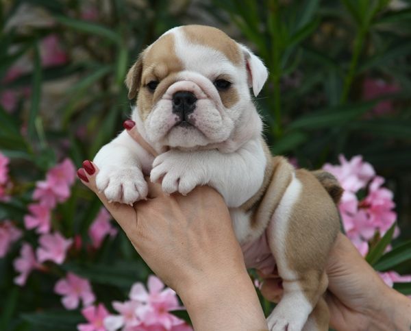 Di Vendra Nera - Chiots disponibles - Bulldog Anglais