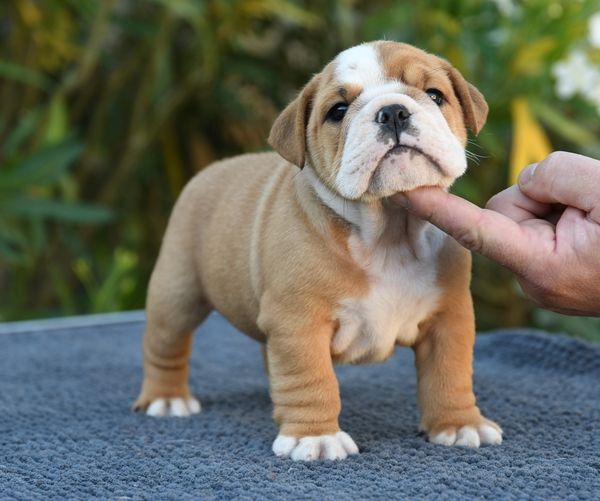 Chiot Bulldog Anglais Di Vendra Nera