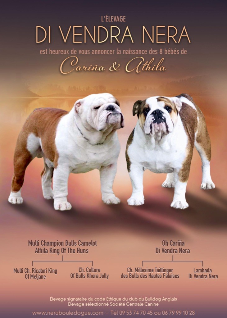 Chiot Bulldog Anglais Di Vendra Nera