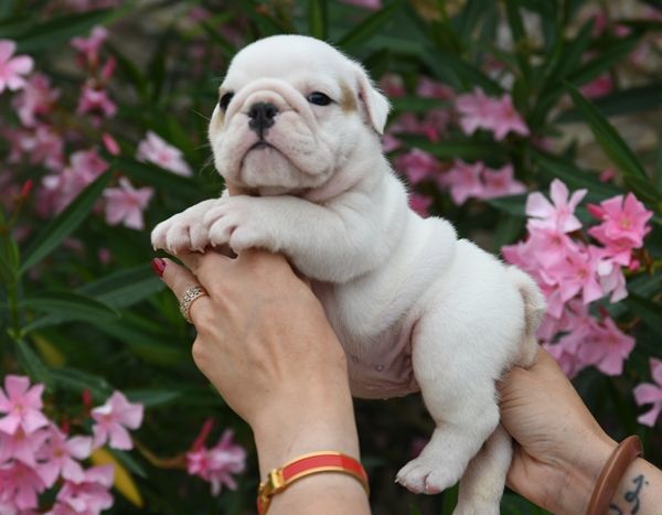 Di Vendra Nera - Chiots disponibles - Bulldog Anglais