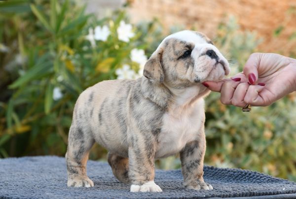 Di Vendra Nera - Chiots disponibles - Bulldog Anglais