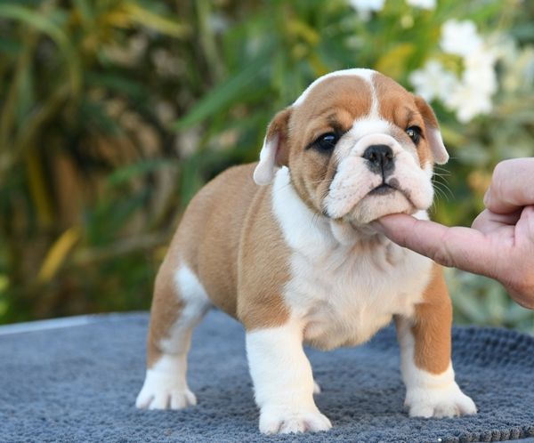 Di Vendra Nera - Chiots disponibles - Bulldog Anglais