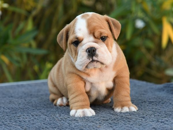 Di Vendra Nera - Chiots disponibles - Bulldog Anglais