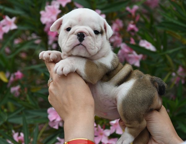 Di Vendra Nera - Chiots disponibles - Bulldog Anglais