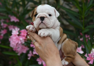 CHIOT 8