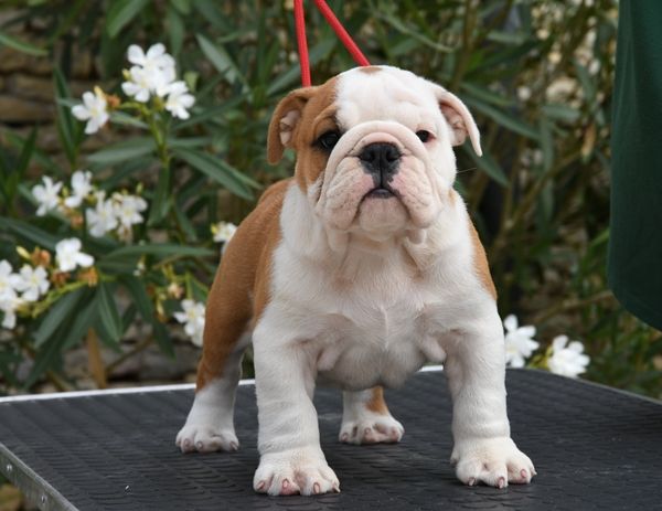 Di Vendra Nera - Chiots disponibles - Bulldog Anglais