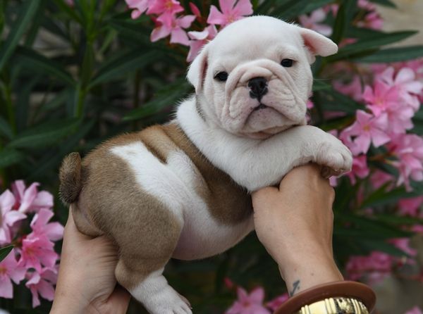 Di Vendra Nera - Chiots disponibles - Bulldog Anglais