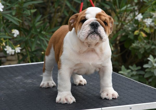 Di Vendra Nera - Chiots disponibles - Bulldog Anglais