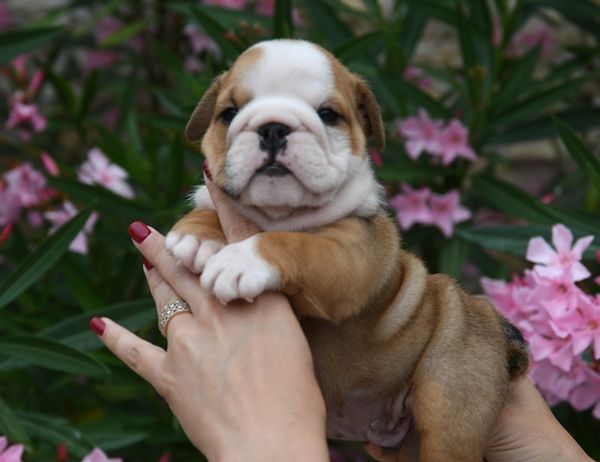 Di Vendra Nera - Chiots disponibles - Bulldog Anglais