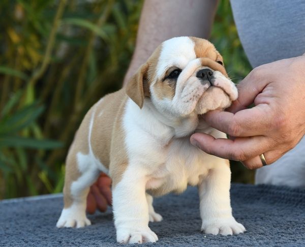 Di Vendra Nera - Chiots disponibles - Bulldog Anglais